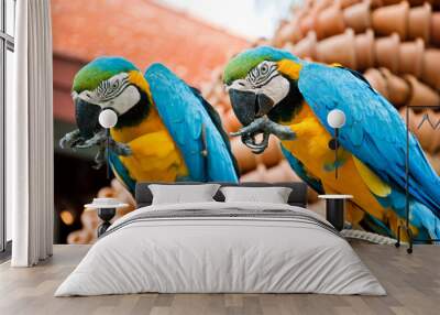 Two blue parrots Wall mural