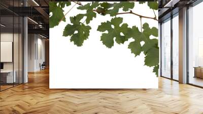 a branch of grapevine on a transparent background Wall mural