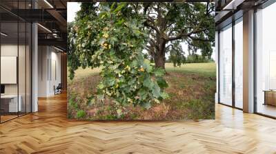 the crown of an oak tree Wall mural