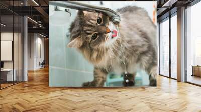 Funny portrait of cat drinking water from tap in bathroom standing on sink. Close-up gray, green-eyed fluffy cat with tongue quenches thirst Wall mural