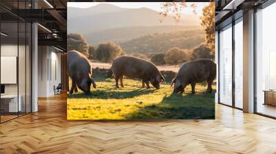 Iberian pigs in the nature eating Wall mural