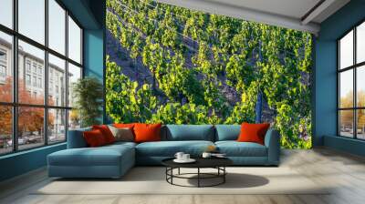 Rows of grapes burgundy cultivated in summer vineyard. Rural farm winery. Vineyard landscape the light of the sun. Grape vines are tied to poles.  Wall mural