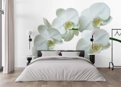 orchid isolated on white background Wall mural