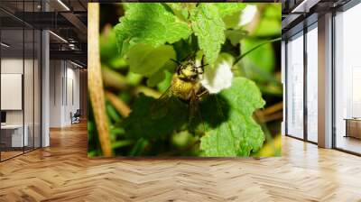 Macro of a caucasian yellow bee on a flower of a nettle Wall mural