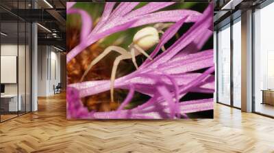 Macro of Caucasian spider Agelena labyrinthica Wall mural