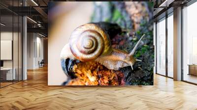 snail 2 Wall mural