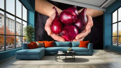 Wet red onion bulbs in woman hands Wall mural