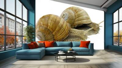 snail Wall mural