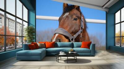 A sports stallion stands in a corral near the stable. Wall mural