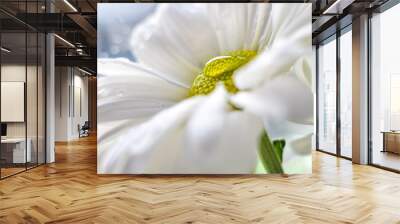 white daisy beautiful flower Wall mural