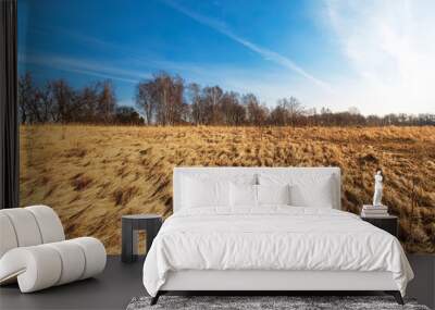 Abstract field of dry yellow grass on a sunny spring day. Wall mural