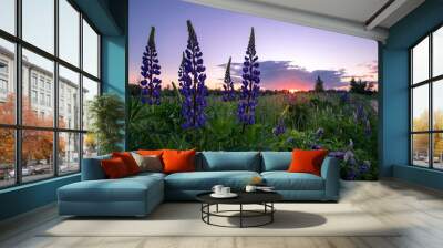 Beautiful lupins at sunset in the summer. Wall mural