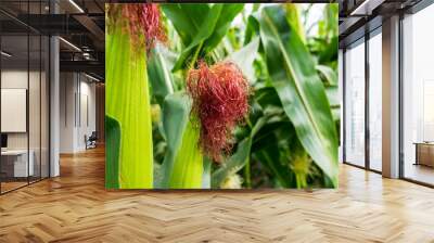 Green field of corn with young cobs growing on the farm. Wall mural