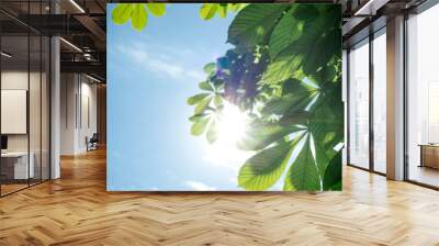 Green leaves of a chestnut tree against a blue sky. Summer background. Wall mural