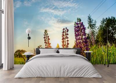 Lupins in the field at sunset. Summer sunset with flowers in the field. Wall mural