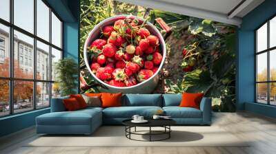 Ripe juicy strawberries in an old pan in the garden. Top view. Wall mural