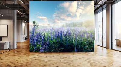 Sunrise on a field covered with flowering lupines in spring or early summer season with fog and cloudy sky in morning. Wall mural