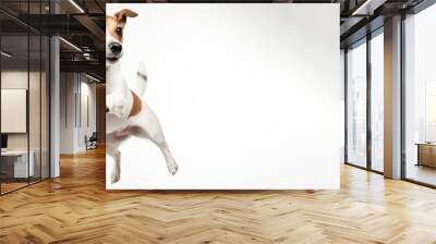 A cheerful Jack Russell dog jumps with his tongue out for food. White background isolate and close-up. AI generated. Wall mural