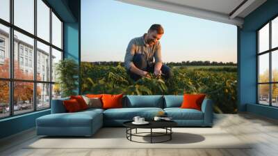 A farmer inspects a green soybean field. The concept of the harvest Wall mural