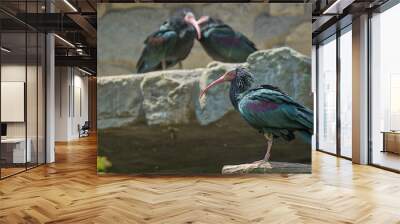 A striking Northern Bald Ibis, with its distinctive long curved bill and ruffled black and green feathers. The iridescent plumage shimmers in the light. In the background are two other ibises. Wall mural