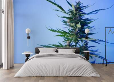 Background young shoots of marijuana in fantastic blue shades. Growing organic hemp on the farm. Wallpaper of marijuana. Legal hemp cultivation Wall mural