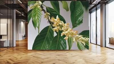 Balsam of Peru - Fragrant Medicative Latex Extracted from Tropical Myroxylon Toluiferum Trees Wall mural