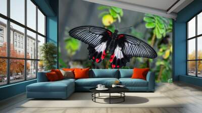 beautiful tropical butterfly sits on a green leaf of a plant on a blurred background, macro photography of insects with free space for text Wall mural