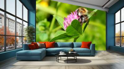 bright butterfly on a colorful summer flower Wall mural