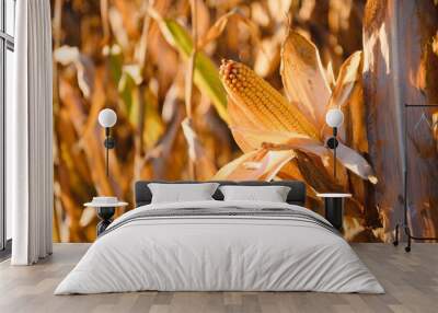 close-up yellow ripe corn on stalks for harvest in agricultural cultivated field, fodder industry. Wall mural