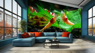 Crystal red shrimp swarm eat aquarium pets hobby nature wild life Wall mural