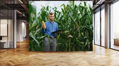 farmers hand holding corn cob and inspecting it Wall mural