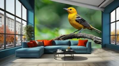 Female Eurasian Golden Oriole Perched on Dark Tree Branch. Stunning Xanthous Bird in Wild Nature Wall mural