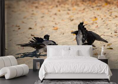 Gray raven bathes in the sand and river on an autumn sunny morning, nature and wild life Wall mural