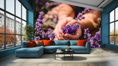 Hands of beautiful girl hold purple lavender in field.  Girl hands collect lavender. Woman in the lavender field. Enjoy the floral glade, summer. Down view. Close up Wall mural