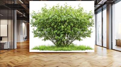 Isolated Common Hazel Bush on White Background. Single Green Plant of Hazel Bush in Nature with Nobody Around Wall mural