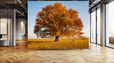 lonely tree in a field in autumn Wall mural