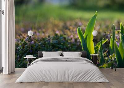 Macro shot of sprouts of flowers in the ground in the garden in early spring, agriculture and gardening Wall mural