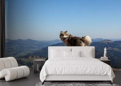 Husky dog looking back standing on a stone in the mountains Wall mural