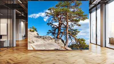 Pines on top of a rock Wall mural