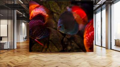 Nice orange and red discus fish in freshwater aquarium Wall mural