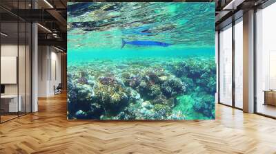 underwater world, colored corals and fish, marine inhabitants of the Red Sea Wall mural