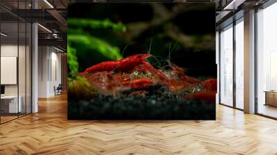 Red neocaridina shrimp fire pet aquarium freshwater nature macro Wall mural