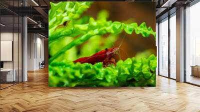 Red neocaridina shrimp fire pet aquarium freshwater nature macro Wall mural