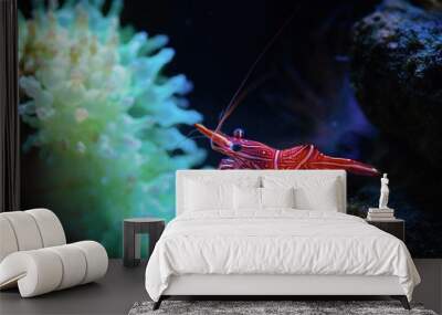 Rhynchocinetes durbanensis dancing sea shrimp Wall mural