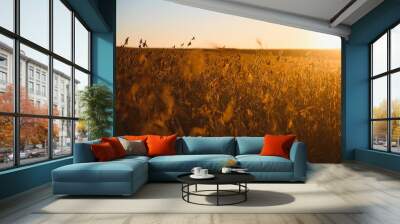 ripe soybeans closeup, ready for harvest, shallow focus, agricultural background Wall mural