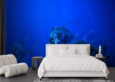 Selene fish Atlantic moonfish swarm in blue water ocean aquarium nature  Wall mural