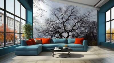 Silhouette of a large tree without leaves on the background of a cloudy autumn sky. Natural landscape Wall mural