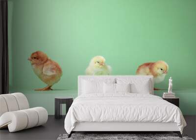 three baby chickens. two little chickens. chicken and eggs. little chickens Wall mural