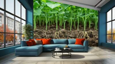 Soybean Planting. Closeup of Green Soybean Plant with Root System in Farm Field Wall mural