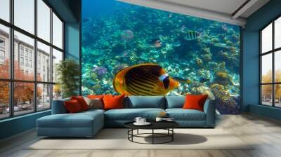 
yellow and black butterfly fish lives and swims in blue water near a colorful coral reef in the red sea in egypt, sahl hasheesh Wall mural